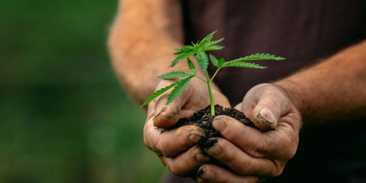 New York Regulators Vow to Hasten Opening of Cannabis Farmers
