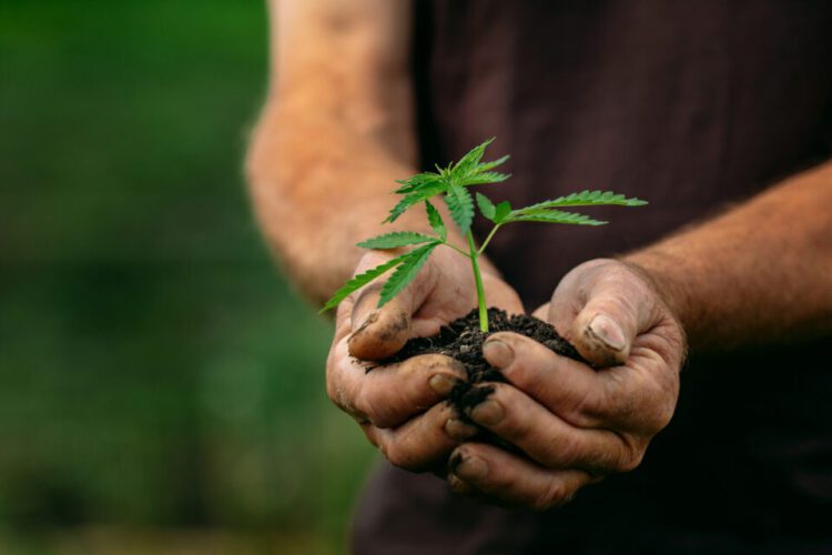 New York Regulators Vow to Hasten Opening of Cannabis Farmers