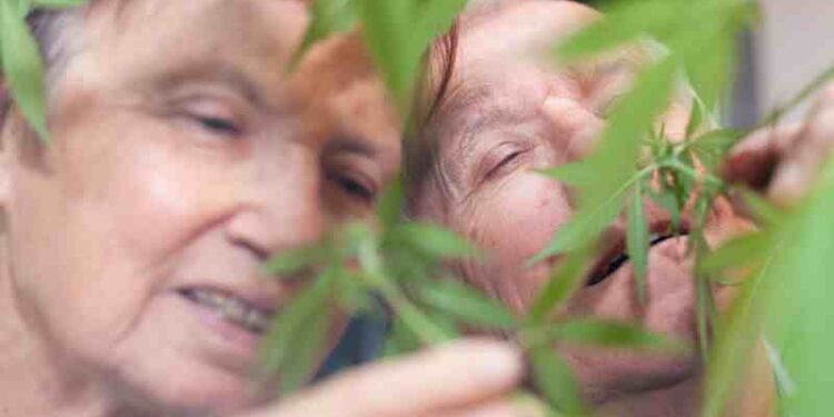 Physicians Advise Elderly People to Limit THC Intake