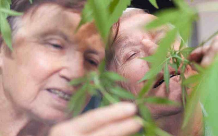 Physicians Advise Elderly People to Limit THC Intake