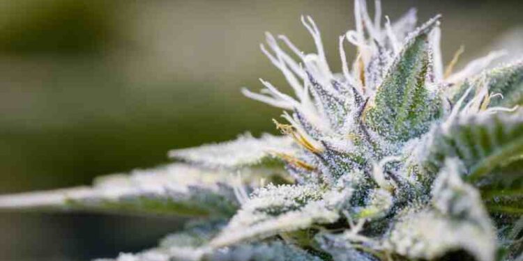 Uncertainty Still Plagues Colorado Cannabis Industry