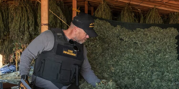 Marijuana Code Enforcement Agent