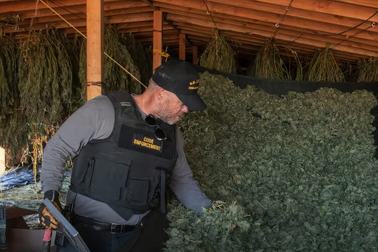 Marijuana Code Enforcement Agent