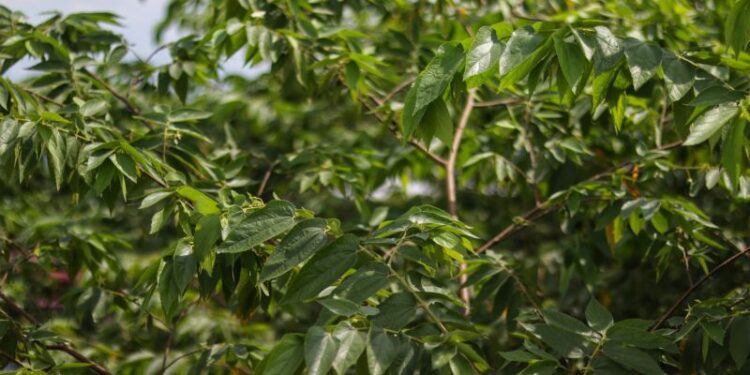 South American Shrub Contains Compound Similar to CBD Researchers