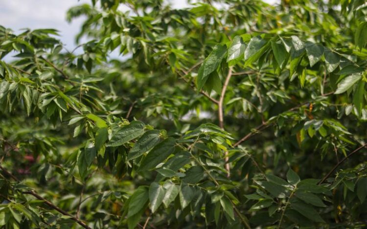 South American Shrub Contains Compound Similar to CBD Researchers