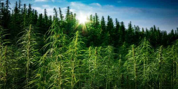 UK Hemp Farm Closes After Finding THC in CBD Products