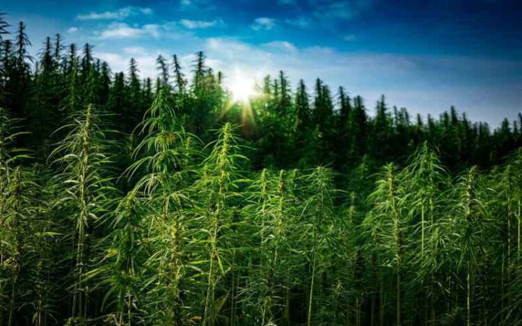 UK Hemp Farm Closes After Finding THC in CBD Products