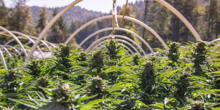 County Humboldt County Cannabis Cultivation at Risk from Ballot Initiative