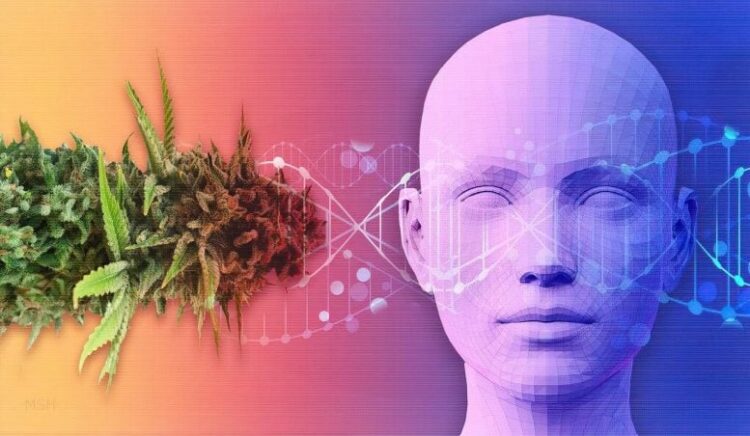 Study finds excess cannabis use linked to various health issues