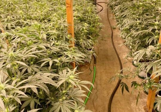 Deputies arrest 35 suspects after raiding illegal marijuana grow in Bakersfield: KCSO