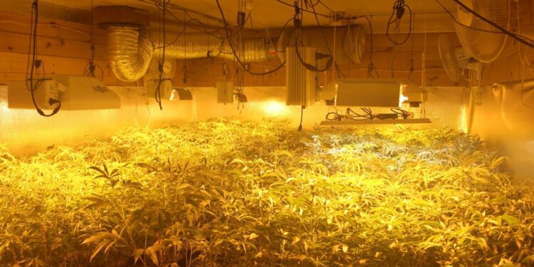 Police find thousands of marijuana plants in Turner home after fire reported