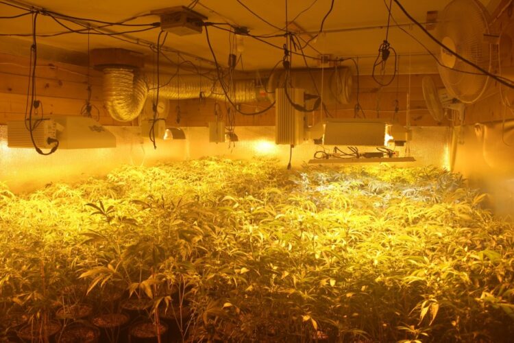 Police find thousands of marijuana plants in Turner home after fire reported