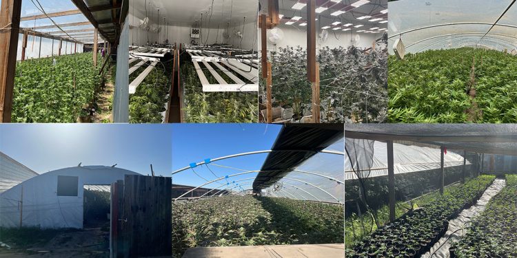 CA: Yuba County Raid Nets Thousands of Marijuana Plants