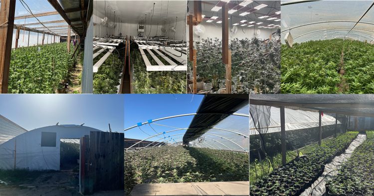 CA: Yuba County Raid Nets Thousands of Marijuana Plants