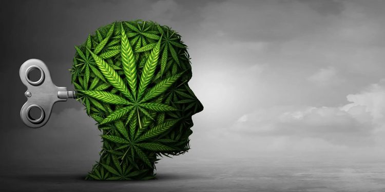 Study Says High Potency Cannabis Linked to Youth Psychosis