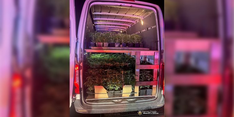 Traffic Stop Near Weed, CA Leads to Seizure of 1,000 Marijuana Plants