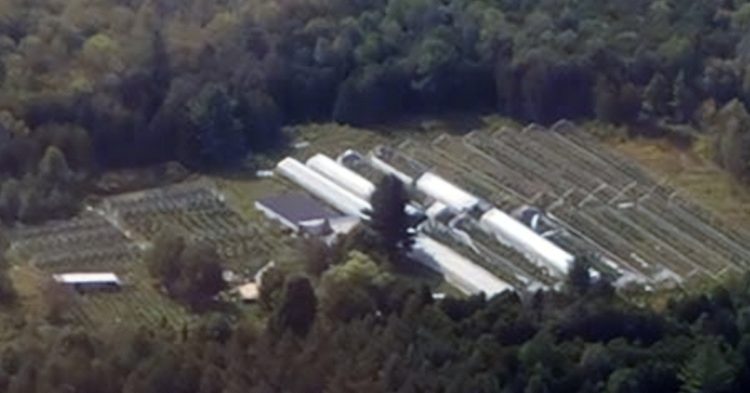 Aerial photo of an alleged illegal cannabis grow in Ramara Township. (Source: OPP)