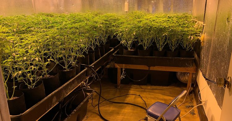 Five Illegal Marijuana Grow Houses in Fairfield, CA Exposed in Major Law Enforcement Operation