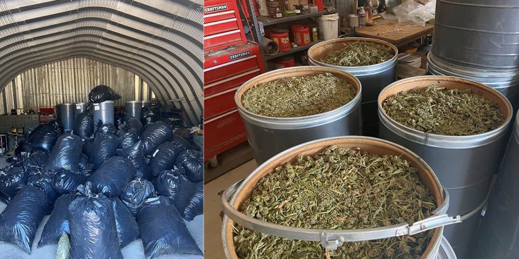 Mendocino County Seizes 30K Plants and 11 Tons of Cannabis