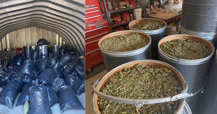 Mendocino County Seizes 30K Plants and 11 Tons of Cannabis