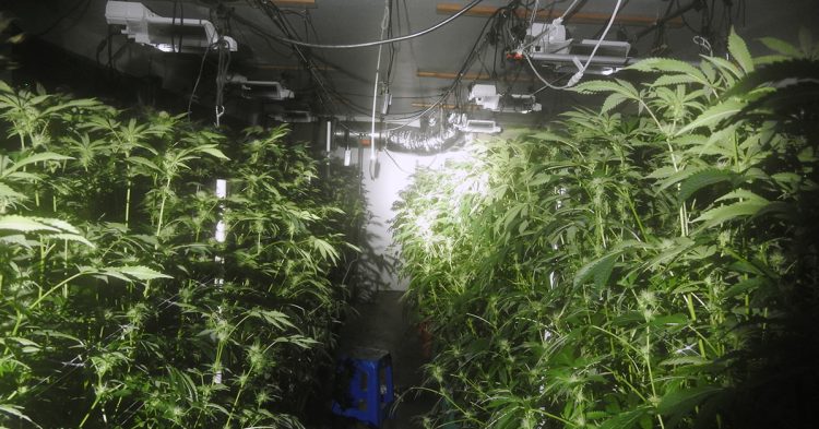 California Authorities Bust Illegal Marijuana Operation: 792 Plants and 180 Pounds Seized