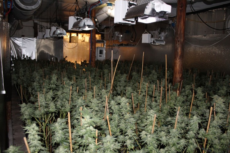 More than 2,500 marijuana plants